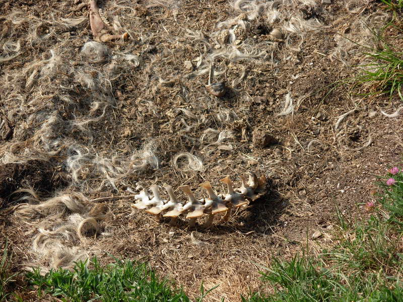 in alta quota nei miei Sibillini